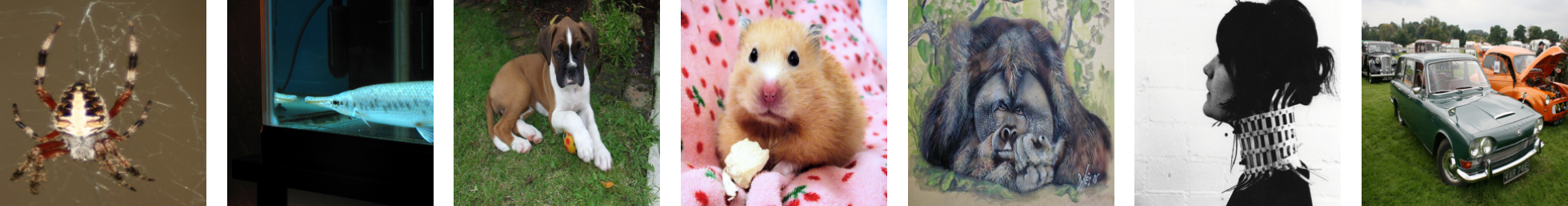 Ground truth images from ImageNet-256